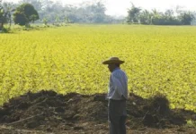 Senado aprueba ley que fortalece la seguridad jurídica del productor y facilita acceso a créditos para pequeñas propiedades