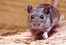 Sedes Tarija activa alerta epidemiológica tras confirmar cuatro casos de hantavirus