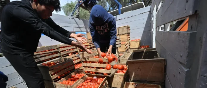  PRODUCTORES DE MIZQUE RECHAZAN LOS BLOQUEOS Y DENUNCIAN QUE SUS COSECHAS SE ESTÁN PUDRIENDO
