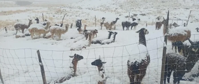 MÁS DE 1.000 CAMÉLIDOS MUEREN POR NEVADAS EN COCAPATA